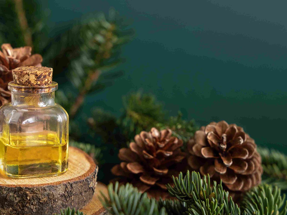 Çam Terebentin Yağı